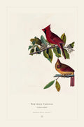 Northern Cardinal — restored antique plate on cream. Ohio Natural History Series, Plate No. I.