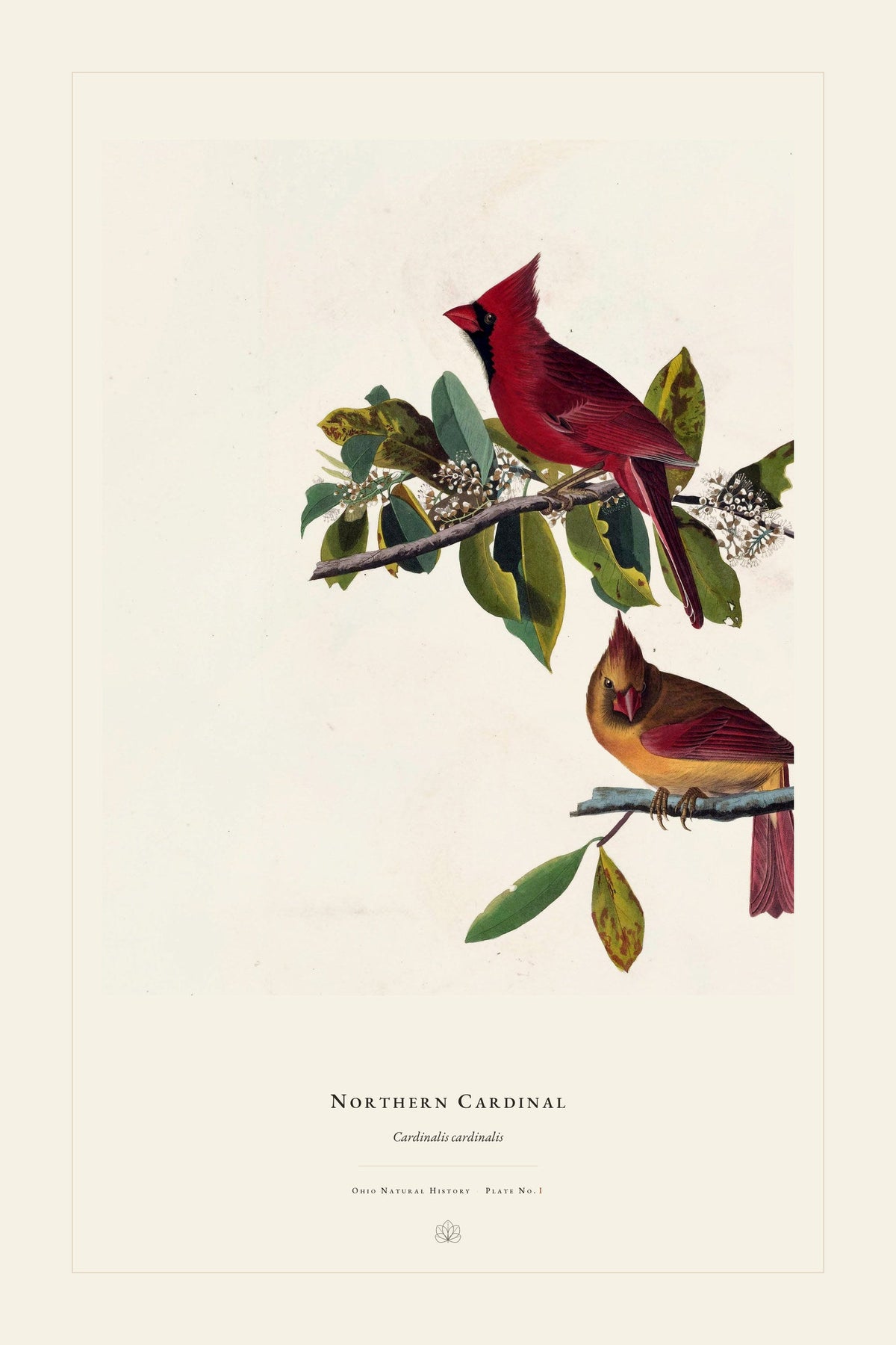 Northern Cardinal — restored antique plate on cream. Ohio Natural History Series, Plate No. I.