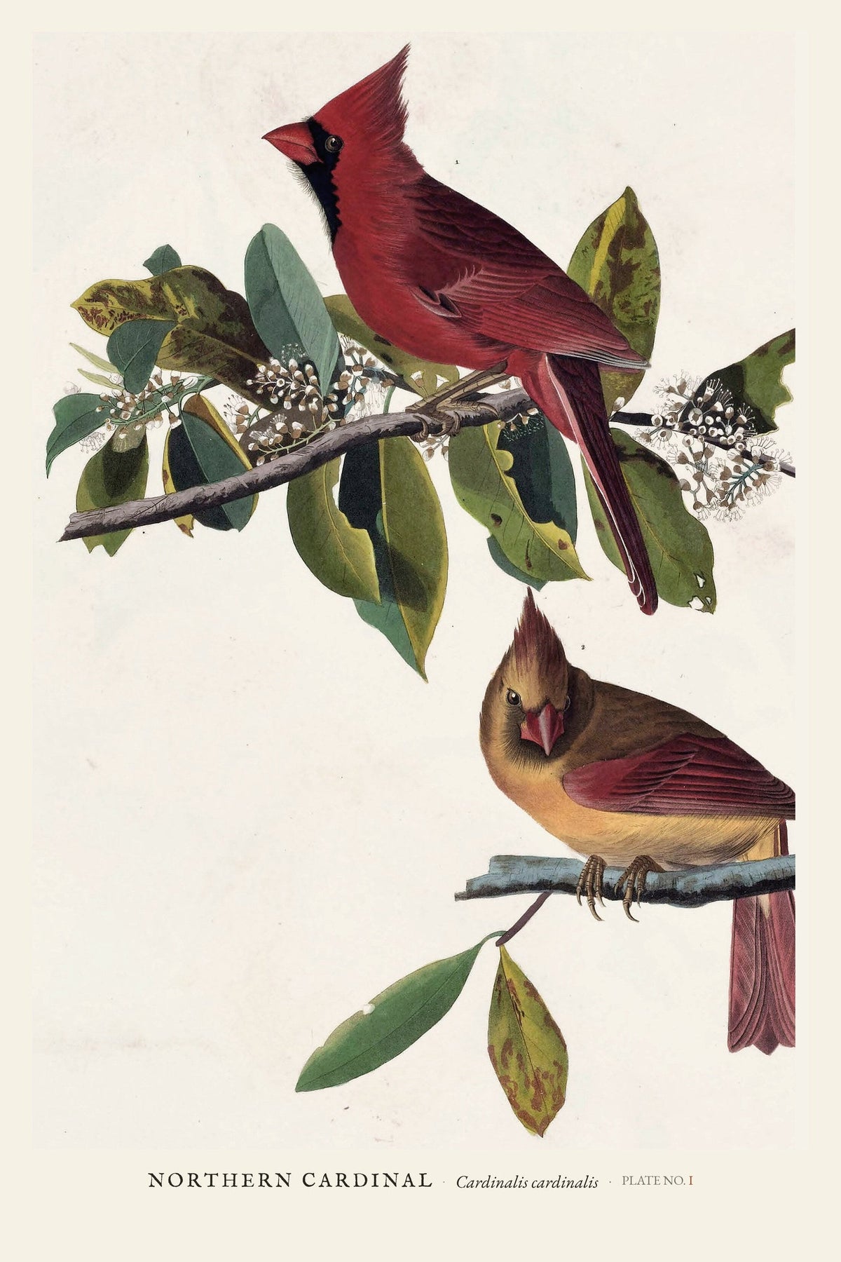 Northern Cardinal — restored antique plate on cream. Ohio Natural History Series, Plate No. I.