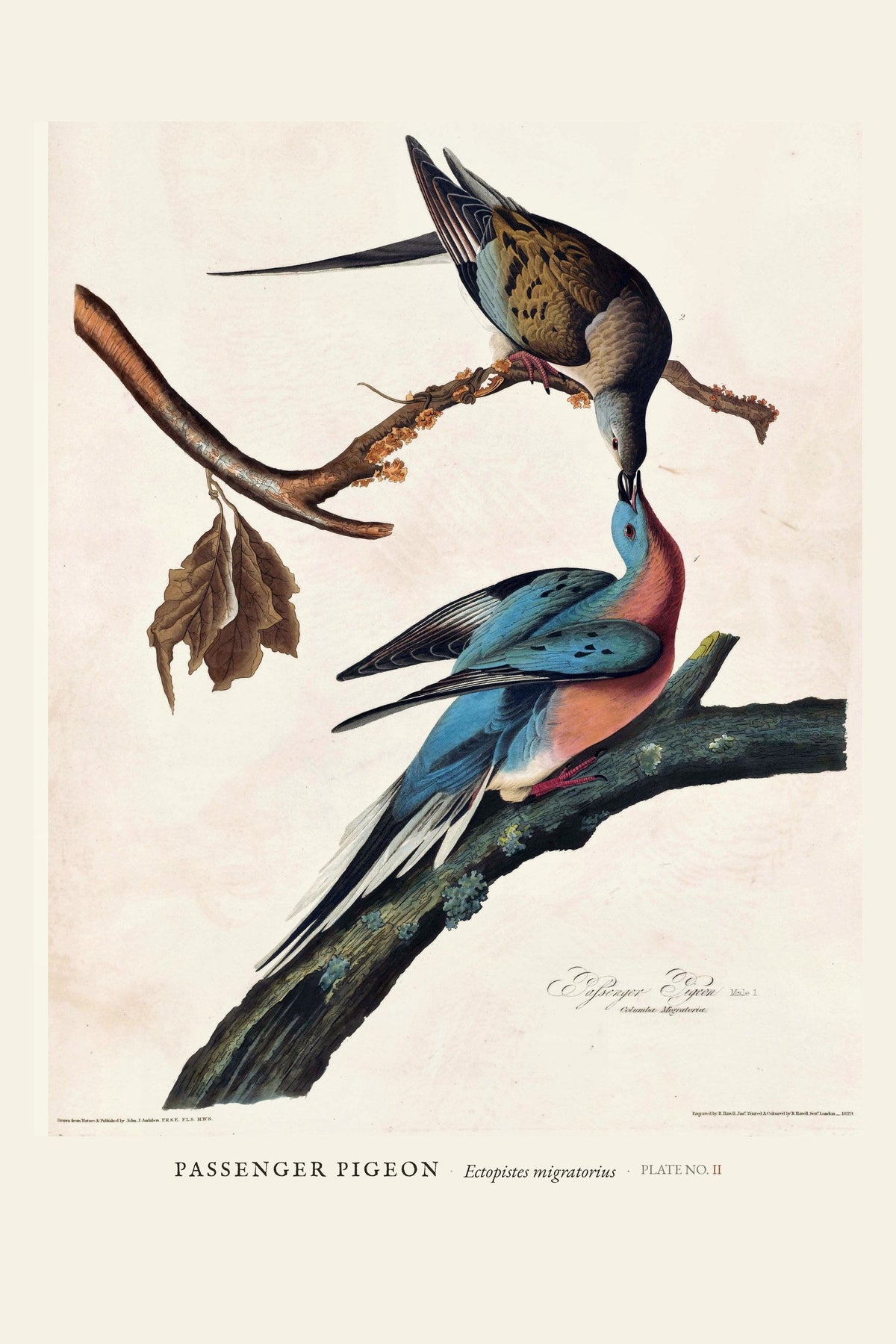 Passenger Pigeon — restored antique plate on cream. Ohio Natural History Series, Plate No. II.