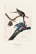 Passenger Pigeon — restored antique plate on cream. Ohio Natural History Series, Plate No. II.