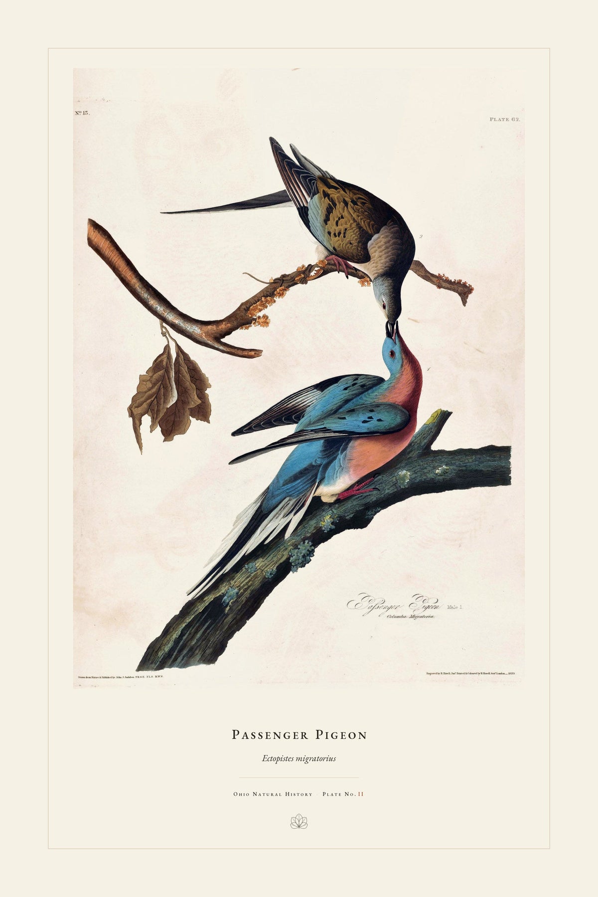 Passenger Pigeon — restored antique plate on cream. Ohio Natural History Series, Plate No. II.