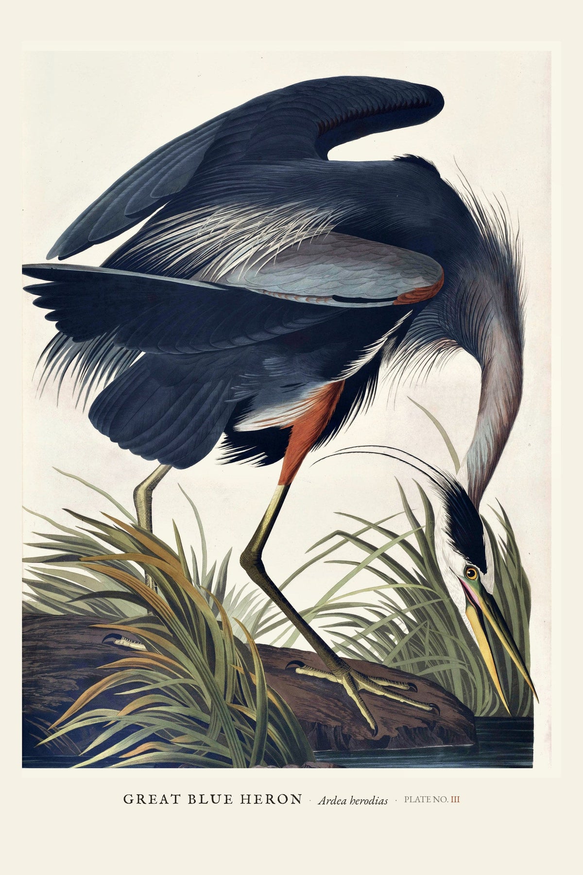 Great Blue Heron — restored antique plate on cream. Ohio Natural History Series, Plate No. III.