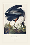 Great Blue Heron — restored antique plate on cream. Ohio Natural History Series, Plate No. III.