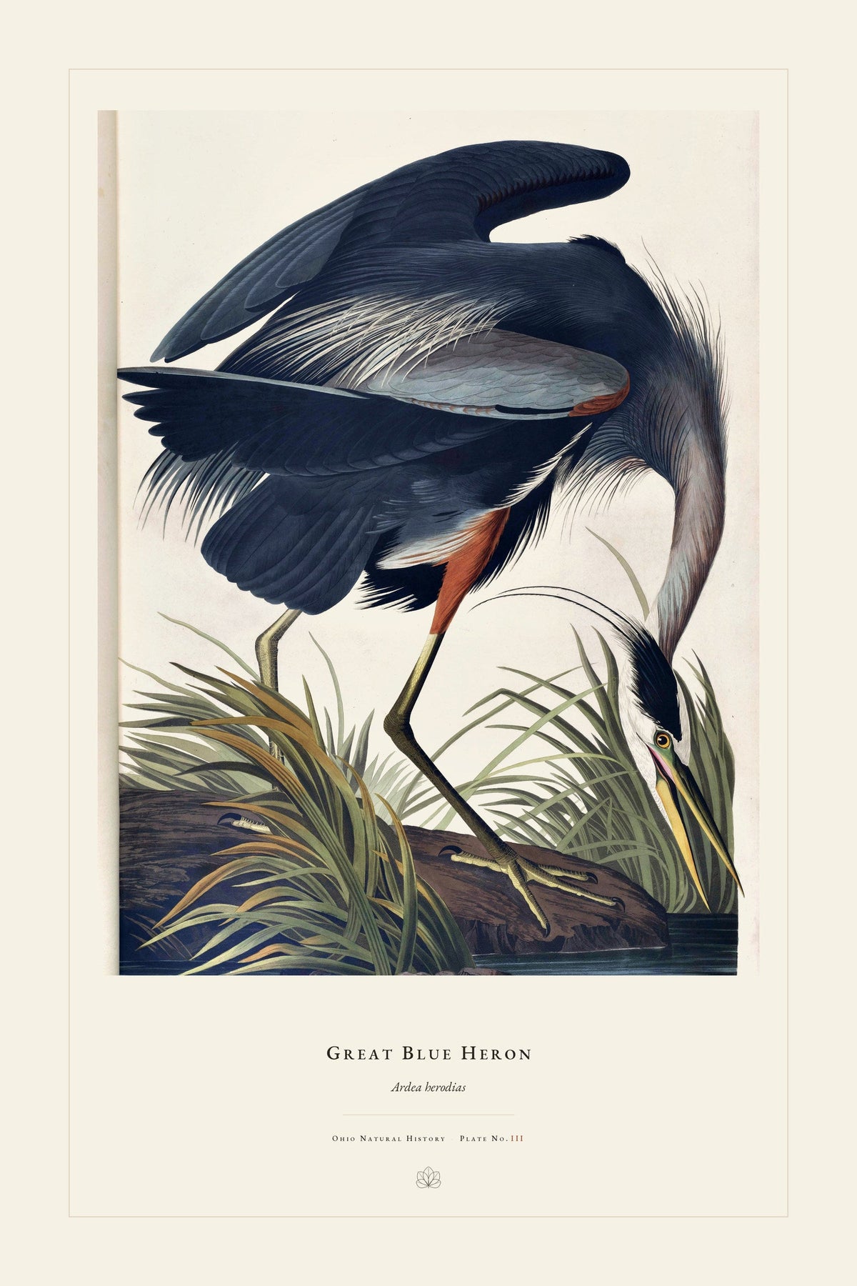 Great Blue Heron — restored antique plate on cream. Ohio Natural History Series, Plate No. III.