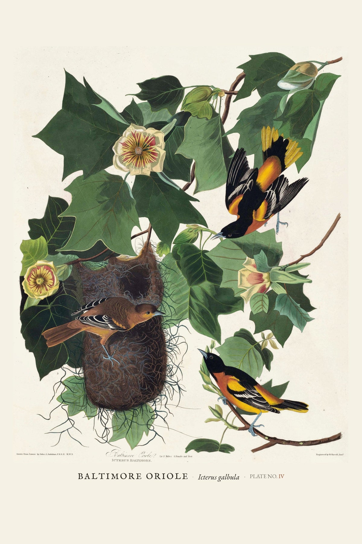 Baltimore Oriole — restored antique plate on cream. Ohio Natural History Series, Plate No. IV.
