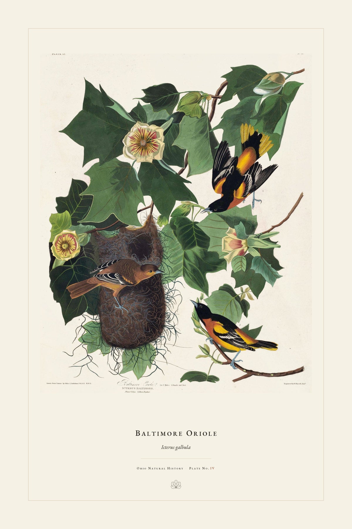 Baltimore Oriole — restored antique plate on cream. Ohio Natural History Series, Plate No. IV.
