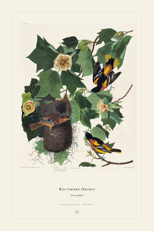 Baltimore Oriole — restored antique plate on cream. Ohio Natural History Series, Plate No. IV.