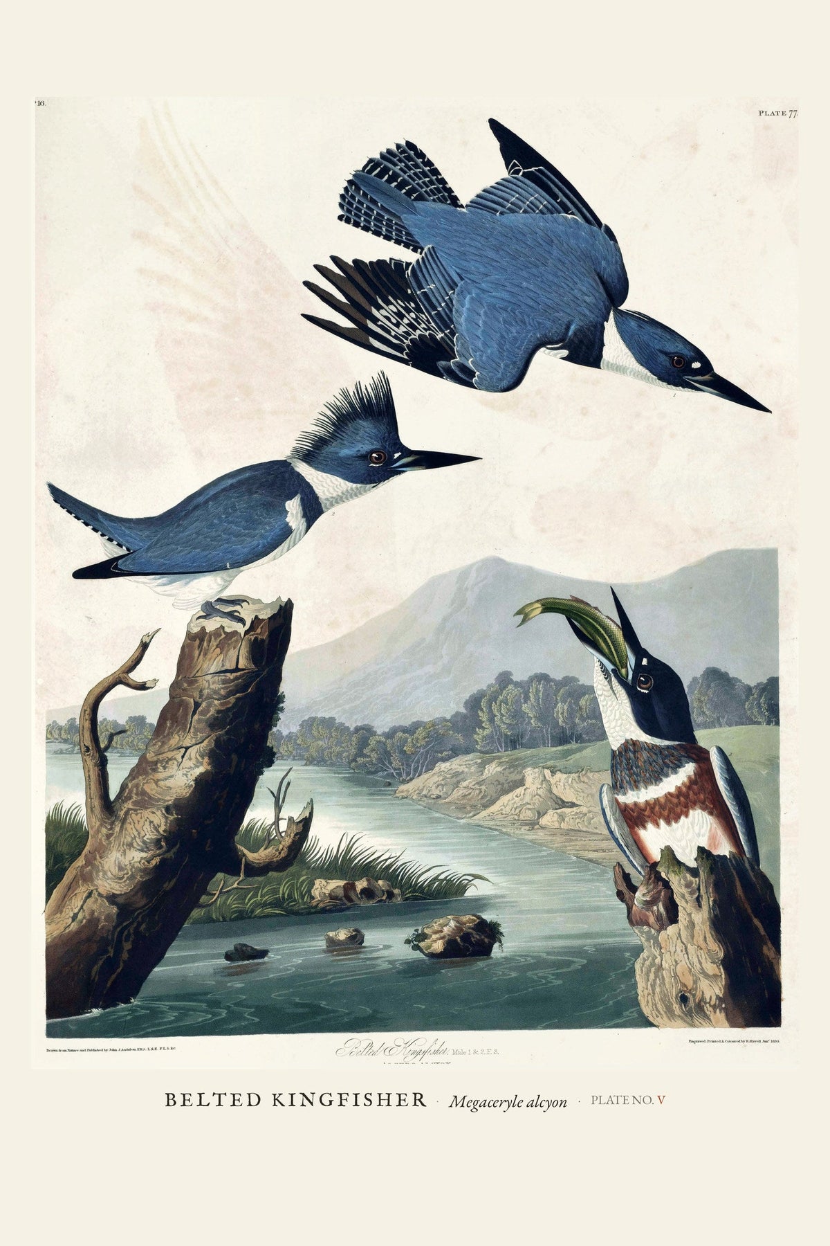 Belted Kingfisher — restored antique plate on cream. Ohio Natural History Series, Plate No. V.