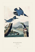 Belted Kingfisher — restored antique plate on cream. Ohio Natural History Series, Plate No. V.