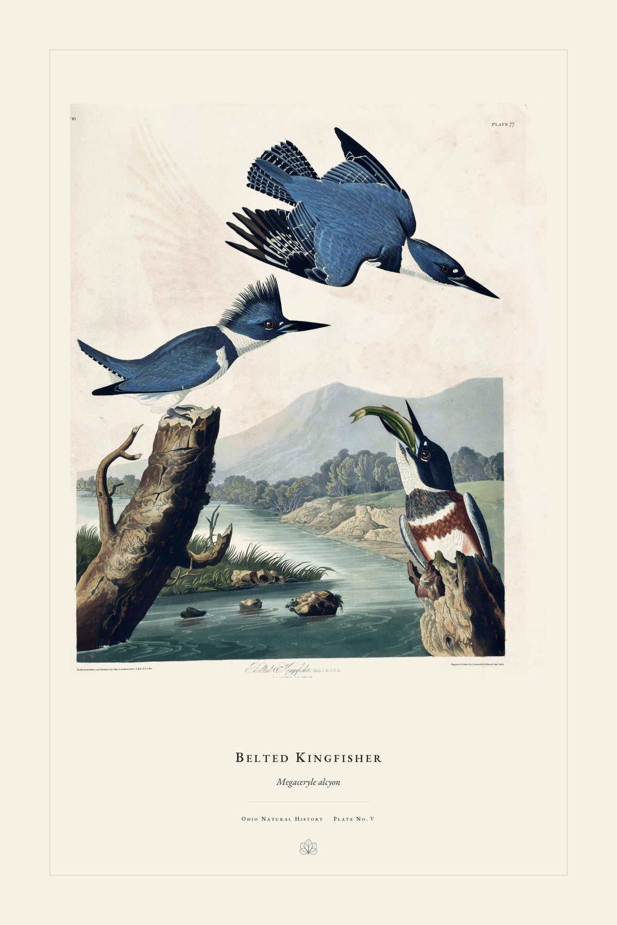 Belted Kingfisher — restored antique plate on cream. Ohio Natural History Series, Plate No. V.