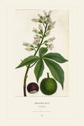 Ohio Buckeye — restored antique plate on cream. Ohio Natural History Series, Plate No. VI.