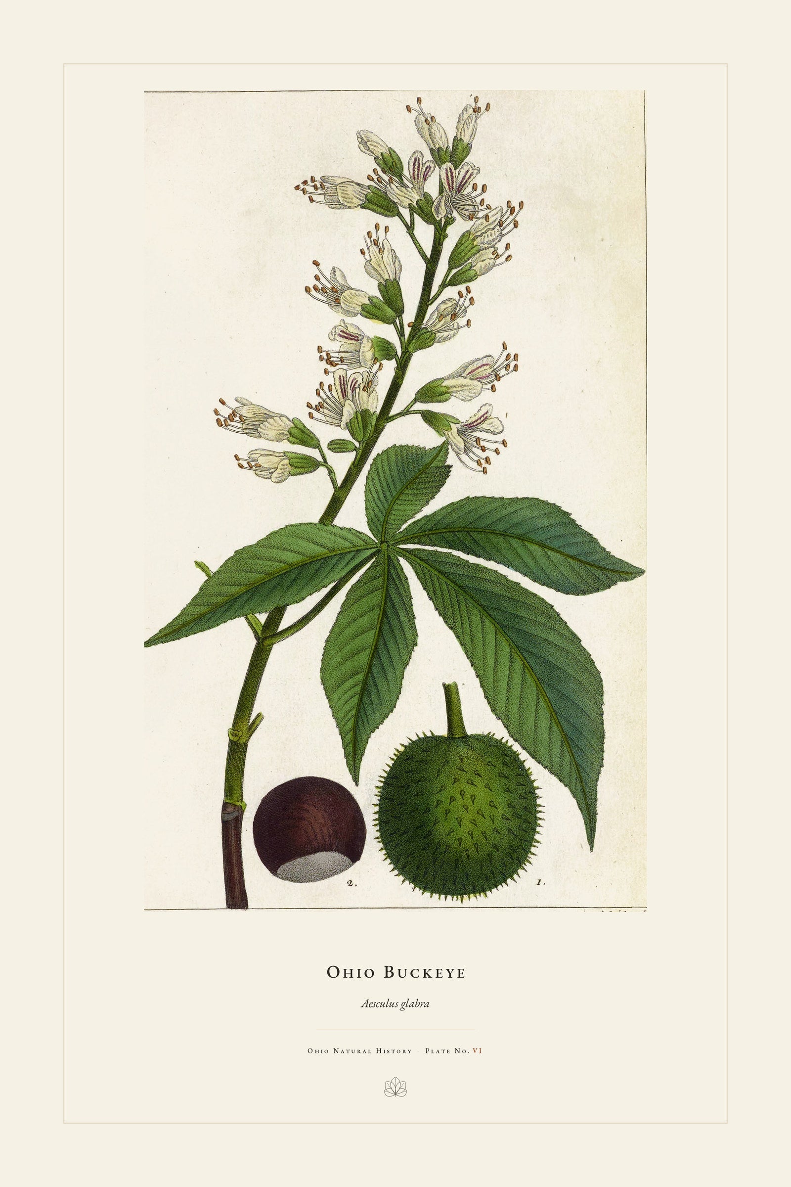 Ohio Buckeye — restored antique plate on cream. Ohio Natural History Series, Plate No. VI.