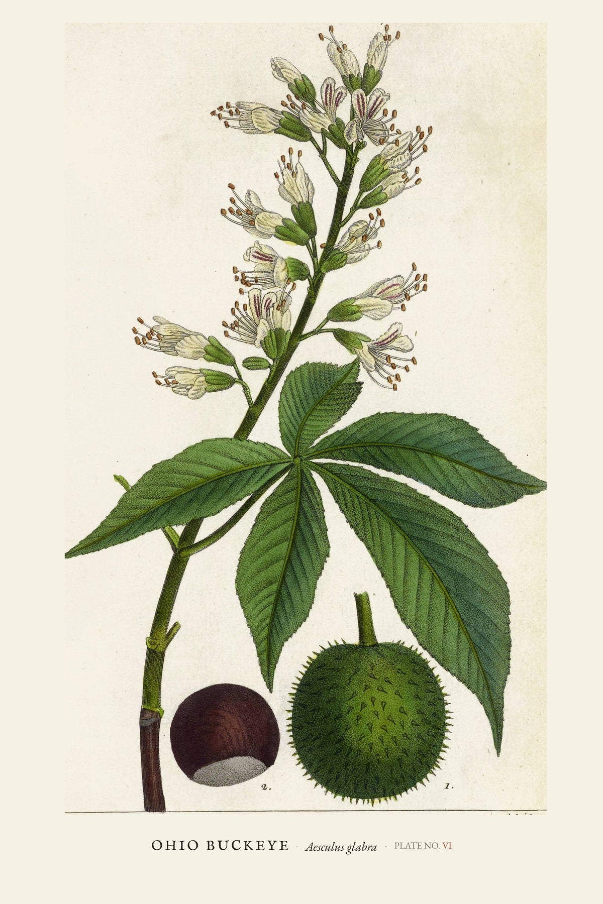 Ohio Buckeye — restored antique plate on cream. Ohio Natural History Series, Plate No. VI.