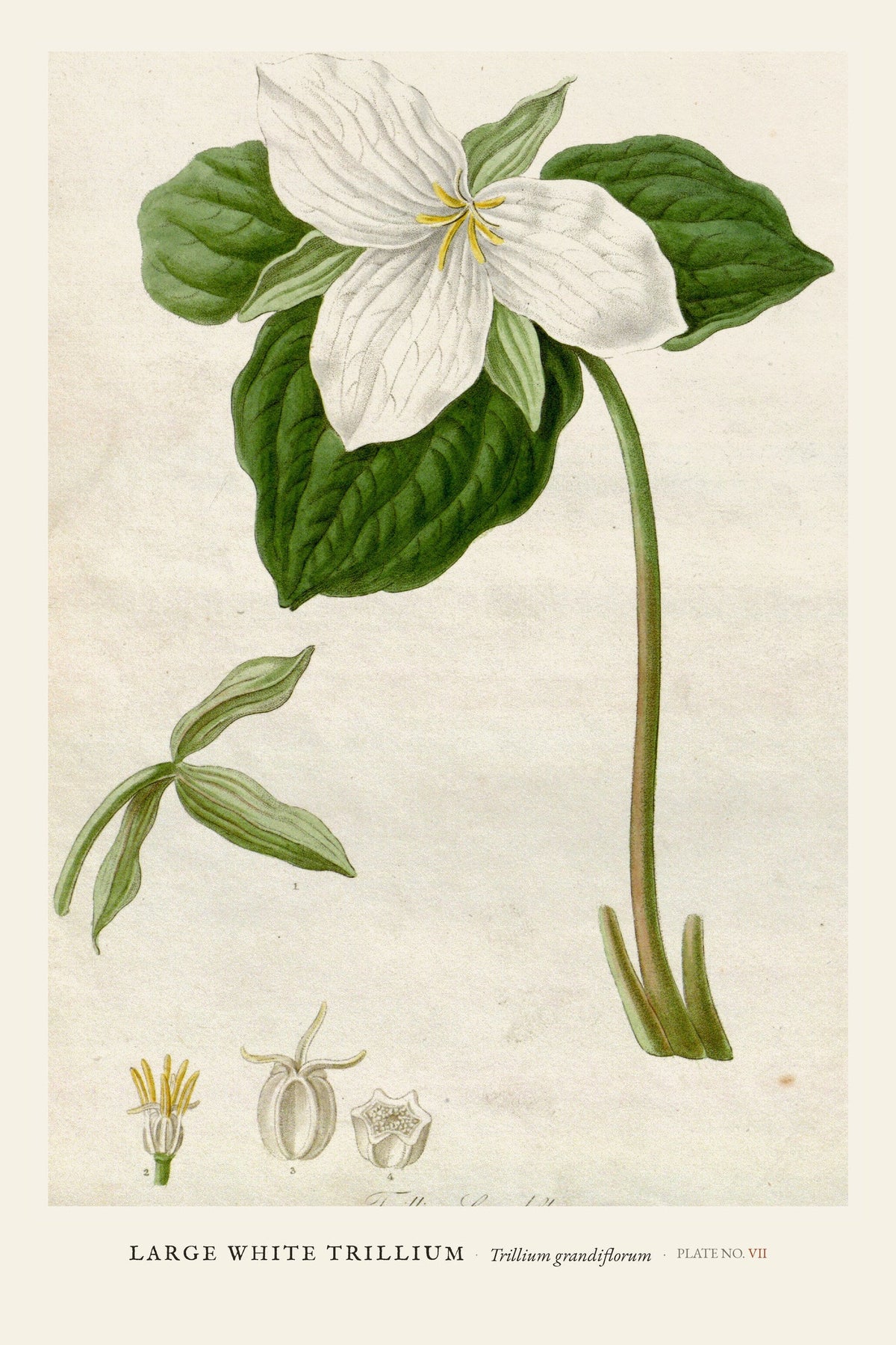 Large White Trillium — restored antique plate on cream. Ohio Natural History Series, Plate No. VII.