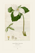 Large White Trillium — restored antique plate on cream. Ohio Natural History Series, Plate No. VII.