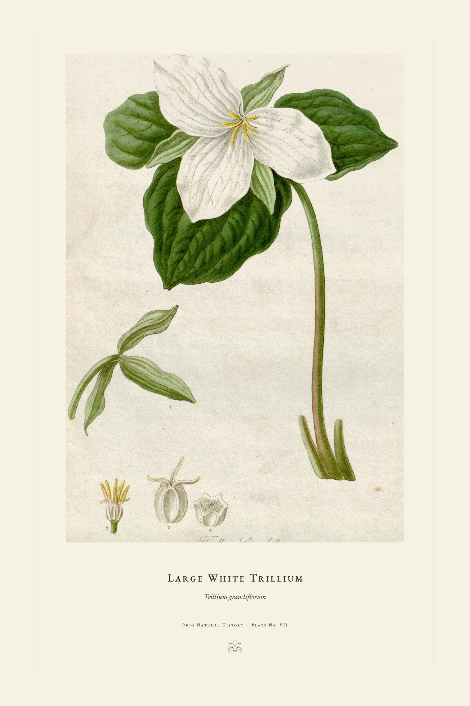 Large White Trillium — restored antique plate on cream. Ohio Natural History Series, Plate No. VII.