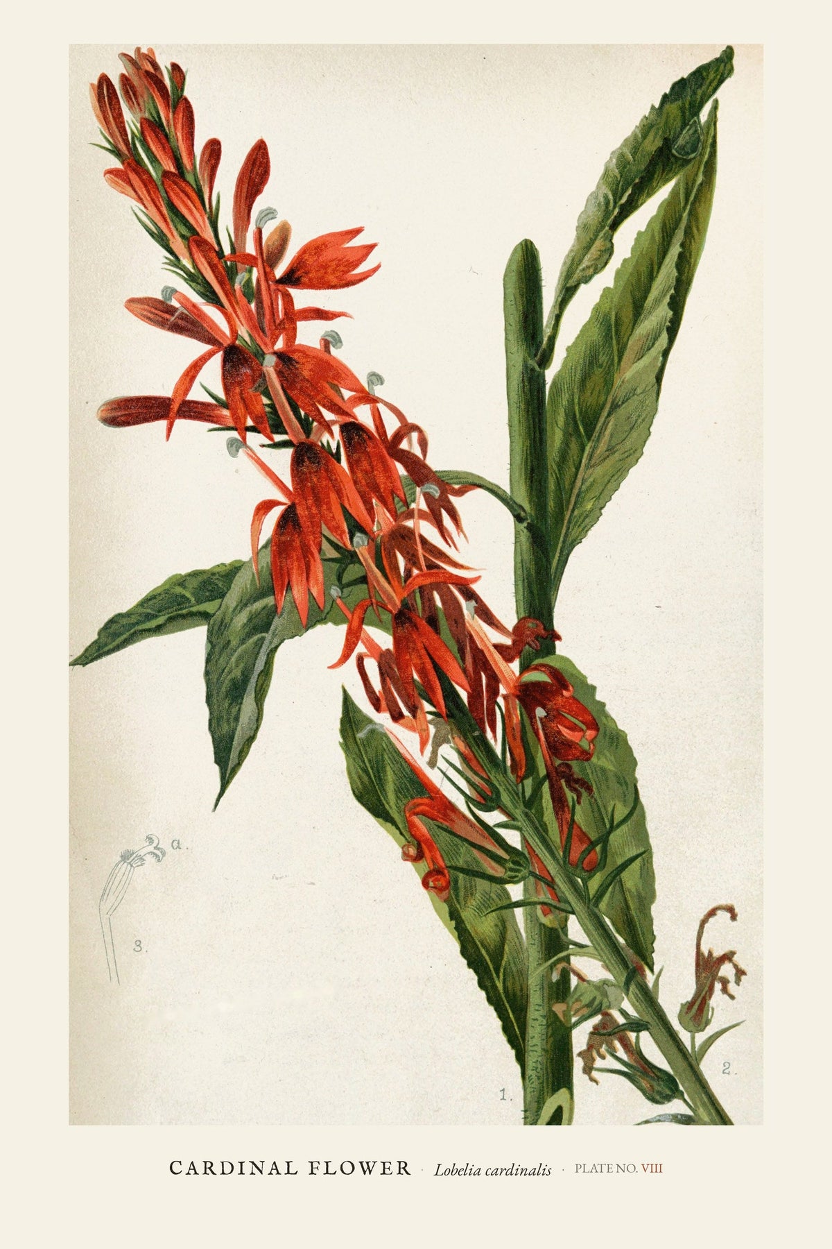 Cardinal Flower — restored antique plate on cream. Ohio Natural History Series, Plate No. VIII.