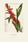 Cardinal Flower — restored antique plate on cream. Ohio Natural History Series, Plate No. VIII.