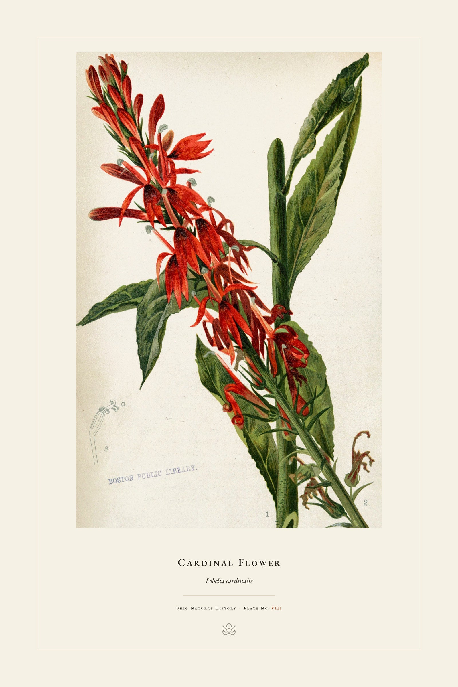 Cardinal Flower — restored antique plate on cream. Ohio Natural History Series, Plate No. VIII.
