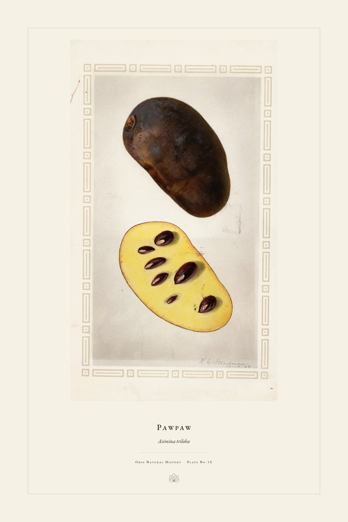 Pawpaw — restored antique watercolor on cream. Ohio Natural History Series, Plate No. IX.