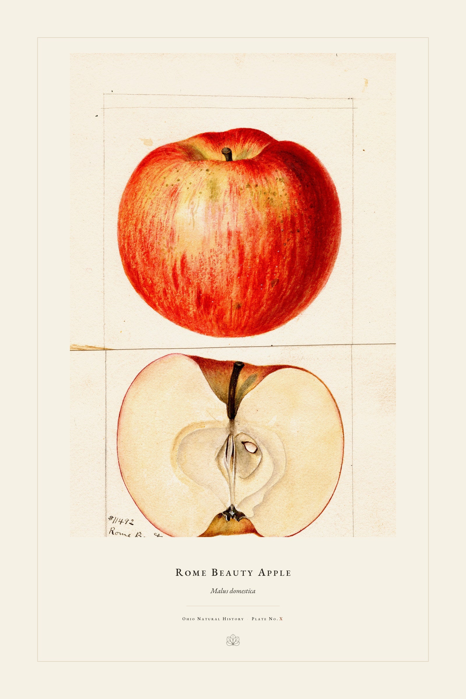 Rome Beauty Apple — restored antique watercolor on cream. Ohio Natural History Series, Plate No. X.