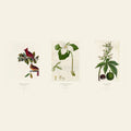 The Ohio Trio — Northern Cardinal, Large White Trillium and Ohio Buckeye, three 18×24 prints shown together.